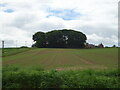Crop field towards Fithie in DD9 6UE
