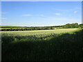 Wheat field near Exton in LE15 8BA