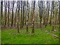 Woodland, north of Springfield Road in G78 2BS