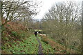 Footpath, Beeston Regis Heath in NR26 8TP