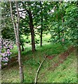 Wooded slope: Bonkle House in Crindledyke
