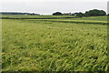 Undulating barley looking towards Moxhill Farm in MK44 3UD