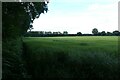 Edge of a barley field in YO41 4AU