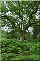 Large oak on the edge of Wheldrake Woods in YO41 4AU