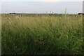 Tall grass by Sixteen Foot Bank in PE15 0DY