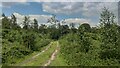 Track in Hillmotts Wood in SL2 3XD