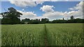 Footpath through wheat field in HP9 2SB