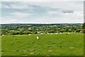 Felindre Farchog: Sheep grazing land in SA41 3XF