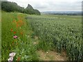 Poppies at the top of a cornfield in ME19 5EW