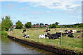 Canalside pasture near Trentham, Stoke-on-Trent in ST4 8DW