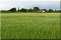 View across the barley towards Great Wolford in GL56 9NZ