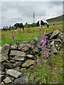 Horses on the edge of Shaw Moor in SK15 3QX