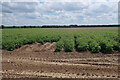 Potato field by Flempton Road in Flempton