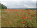 Poppies near the North Downs Way in ME19 5EW