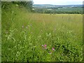 Pyramidal orchids in the Medway Valley in ME2 1JS