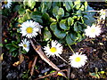 Daisy  in February in AB56 1FR