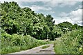 Little Plumstead: Track leading to managed mixed woodland in NR13 5JB