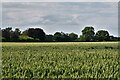 Neatishead: Cereal crop in NR12 8LB