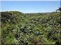 Ramparts and bracken in TR20 8BE