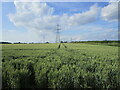 Wheat field north of Hilly Wood in PE6 7EE