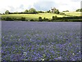 A field of Echium near Weethley in B49 5FR