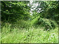 Very overgrown Track in NR10 5DN