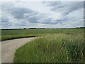 Wheat field near Glatton in PE28 5RS