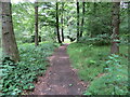 Footpath through Carr Wood in HD4 6UJ