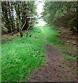 Path through forest in EH47 9DL
