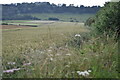View across fields to Dean Hill in SP5 1HR