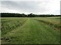 Bridleway to Simon's Wood and Helpston in PE6 7HN