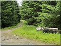 Forest road above Creag an t-Seapail in PH15 2JS