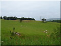 Sheep grazing, Crosshouse Hill in LA18 5JT