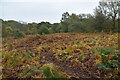 Bracken, Marstakes Common in BN8 4BU