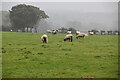 Sheep grazing on a misty day in BN8 4BA