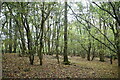Woodland near Balneath in Chailey, Barcombe & Hamsey Ward