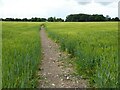 Footpath through a barley field in WR8 0DX