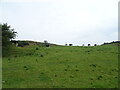 Hillside grazing, Hawthwaite Haw in Broughton West