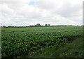 Sugar beet field near Maxey in PE6 9HJ