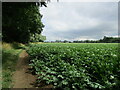 Footpath alongside a potato field near Maxey in PE6 9EY