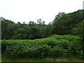 Bracken and woodland, Lake Bank in LA12 8DN