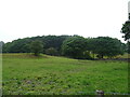 Grazing towards Picthall Wood in LA12 8EJ