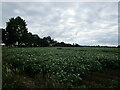 Potato field near Maxey in PE6 9EP