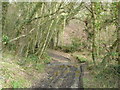 Track through the woods in EX22 6TR