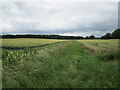 Overgrown drain between two wheat fields in PE9 4NS