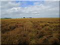 Footpath to Obthorpe through a field of linseed in PE9 4PB