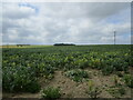 Bean field near Obthorpe in Dole Wood Ward