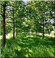 Mown path through avenue of trees in ML2 8HF