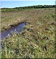Peat bog: Greenhead Moss in ML2 8RH