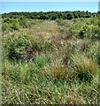 Vegetation on old peat workings in ML2 8RH